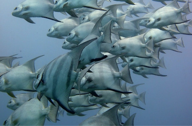 Fishing for More Pipeline Opportunity